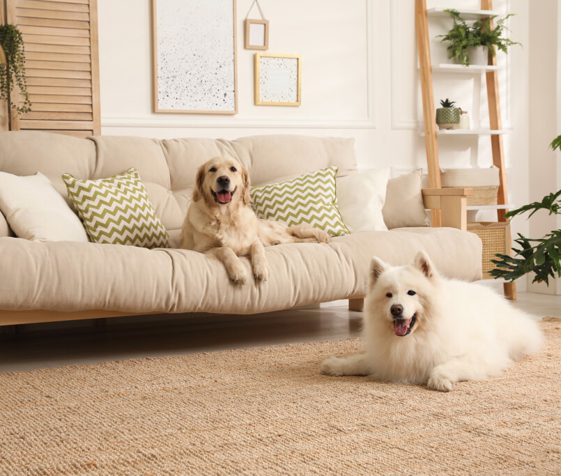 Pet-Friendly Home Interior Design